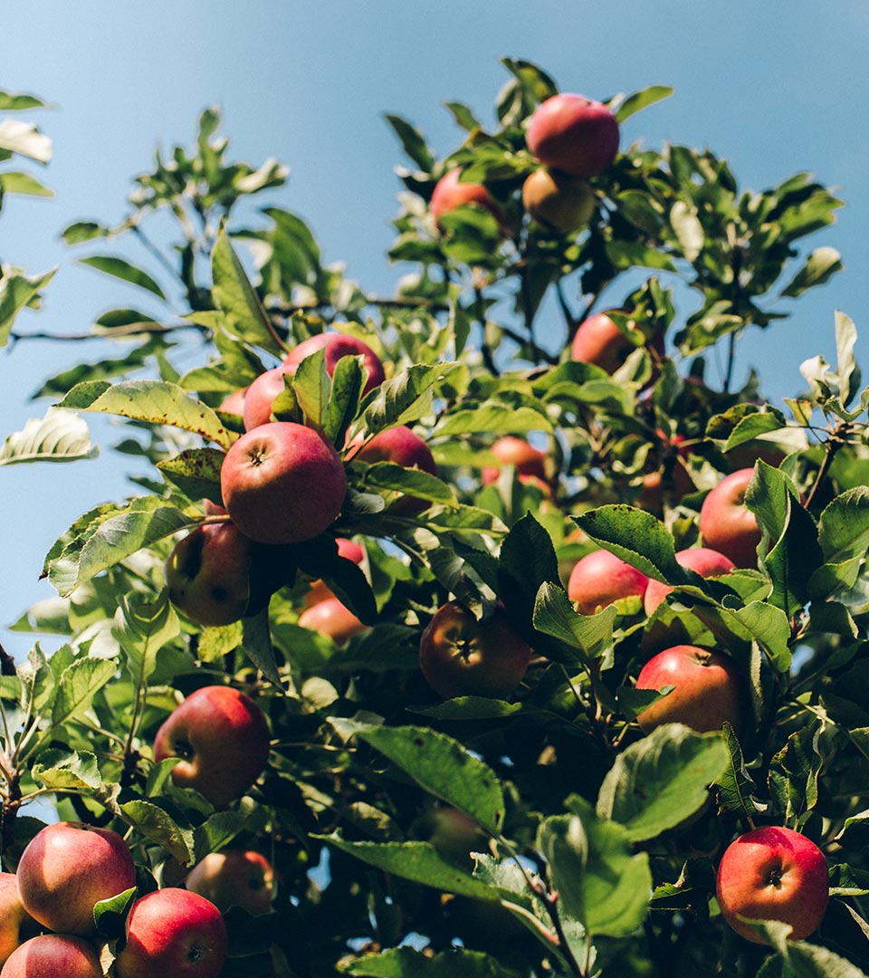 Apples