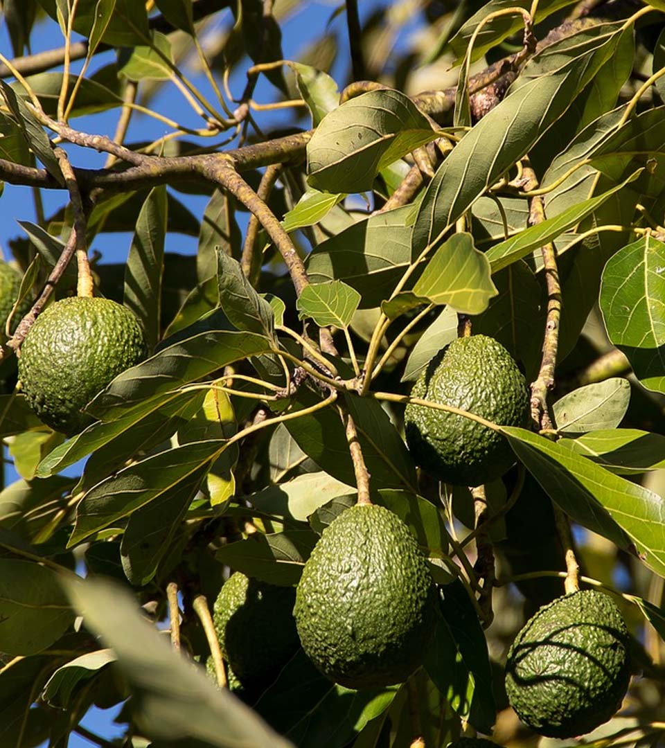 avocados