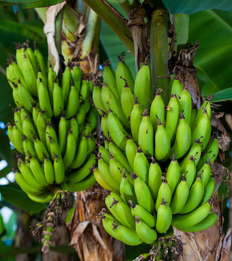 bananas