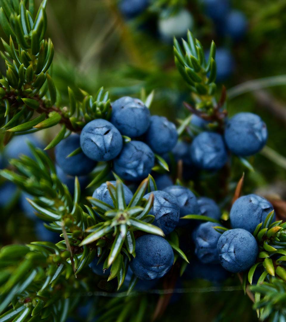 blueberries