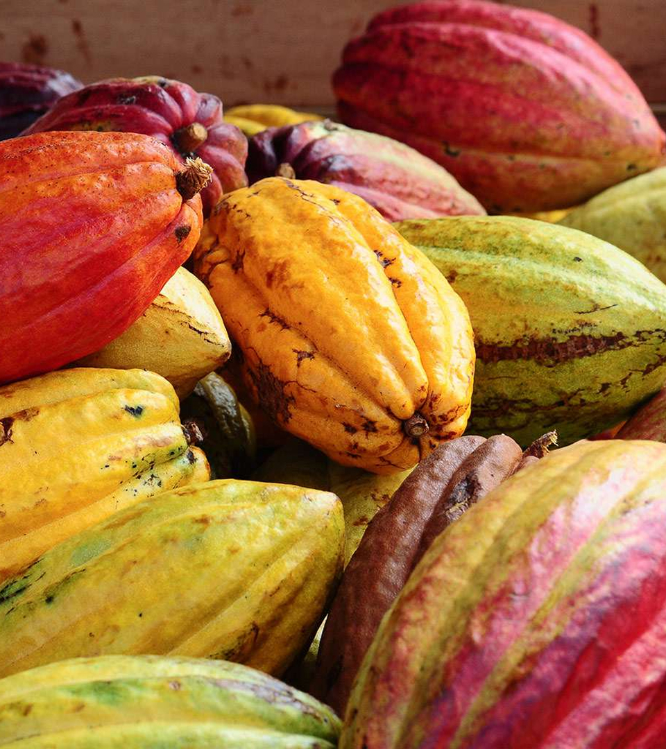 Cacao (Cocoa)