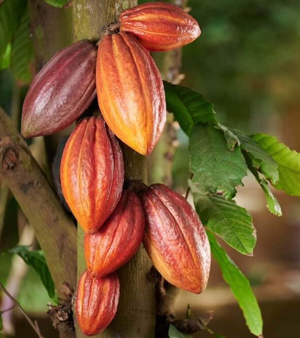 Cacao (Cocoa)