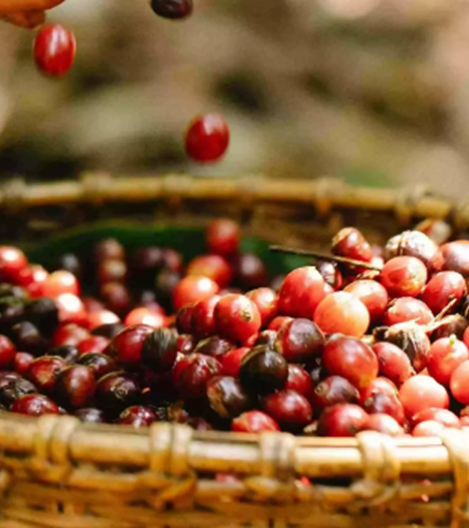 Coffee Beans/Cherries