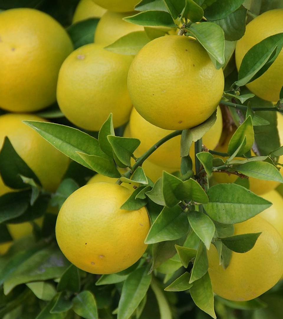 grapefruits