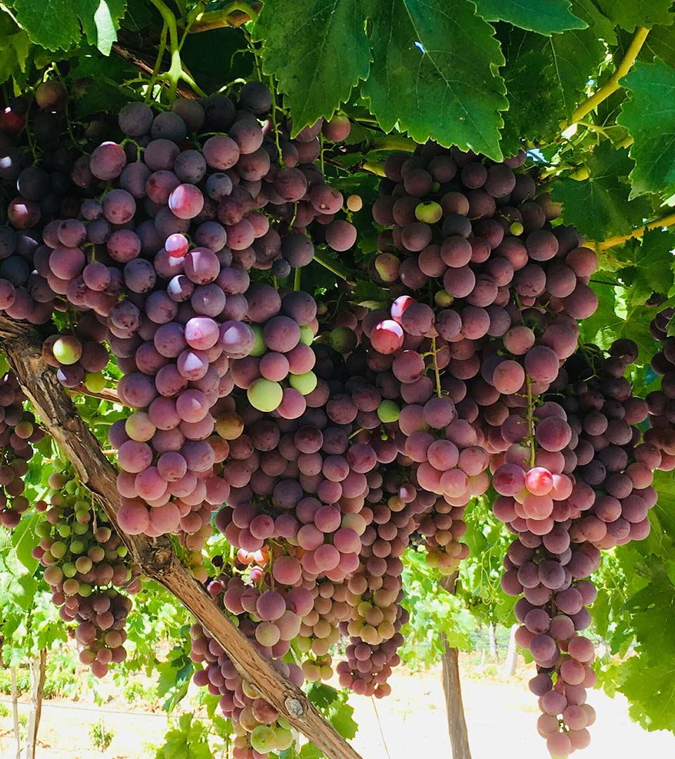 grapes