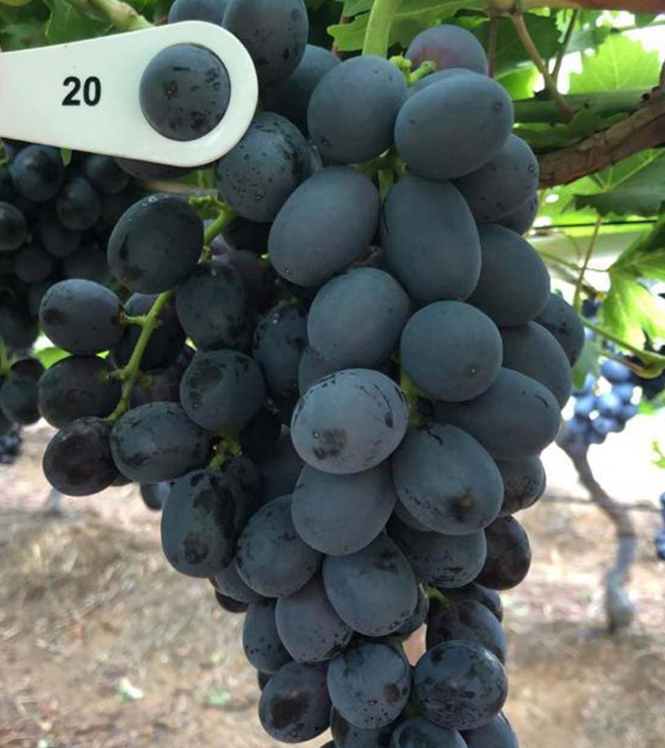 grapes