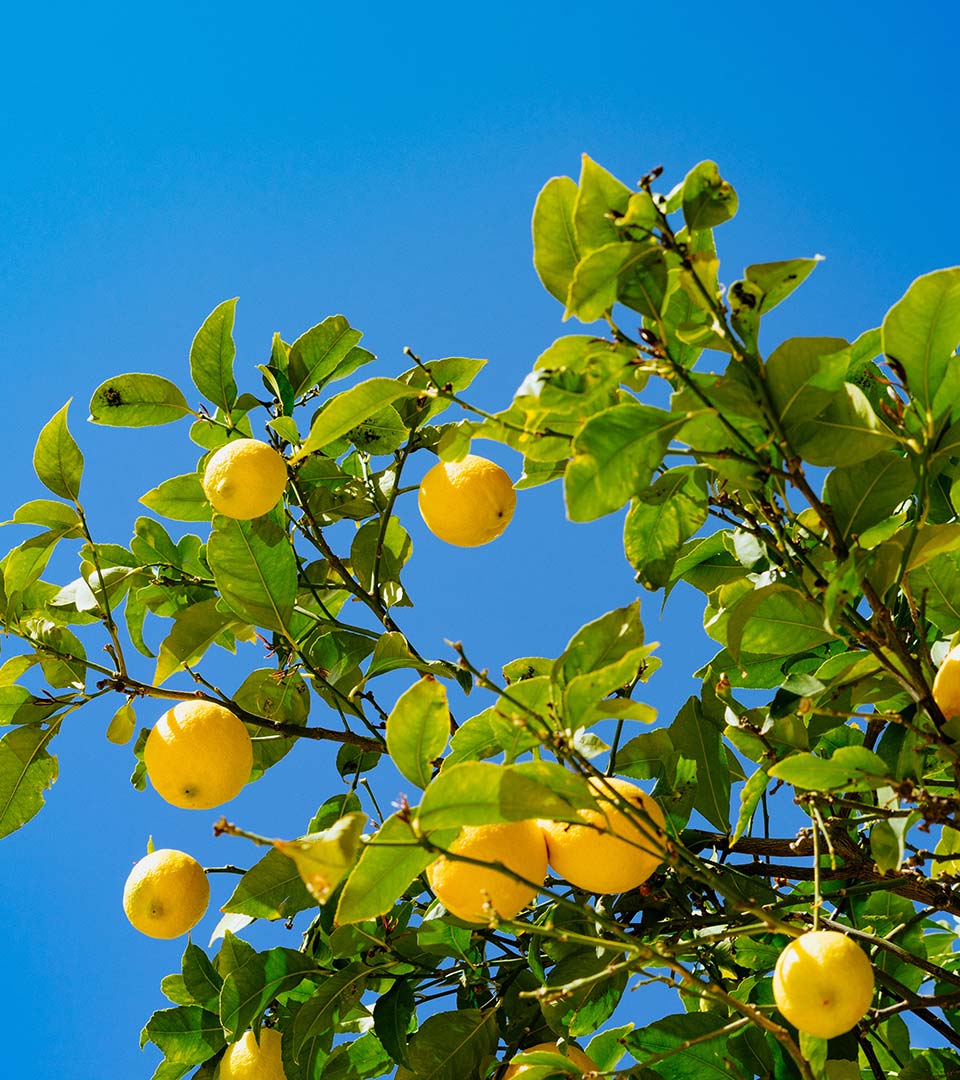 Lemons
