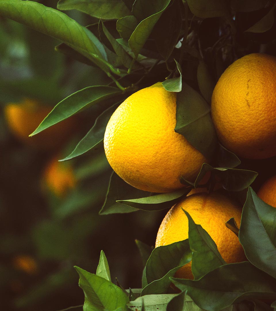 oranges