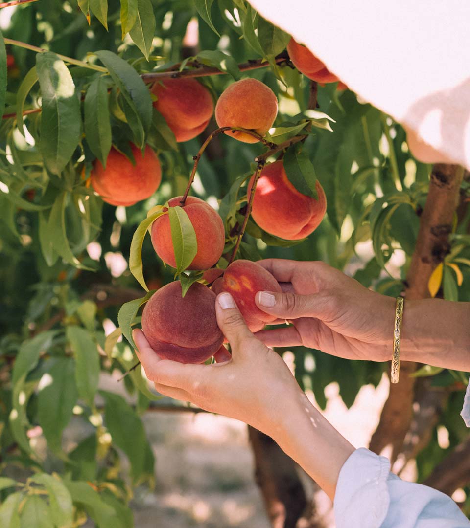 stonefruit