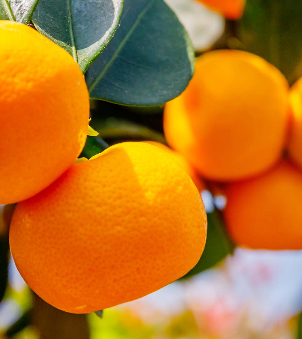 tangerines